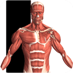 Cover Image of Visual Anatomy 2 v4.0 b44 APK (Patched)